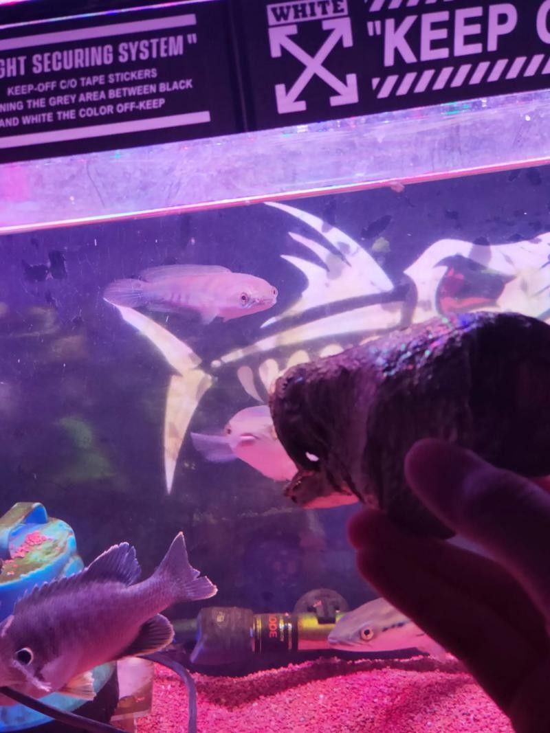 黑魔神能和龍魚混養嗎圖片