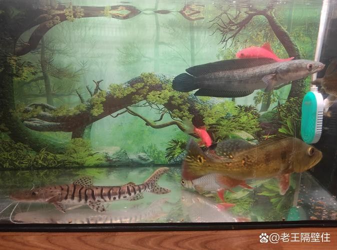 黑魔神能和龍魚混養嗎圖片