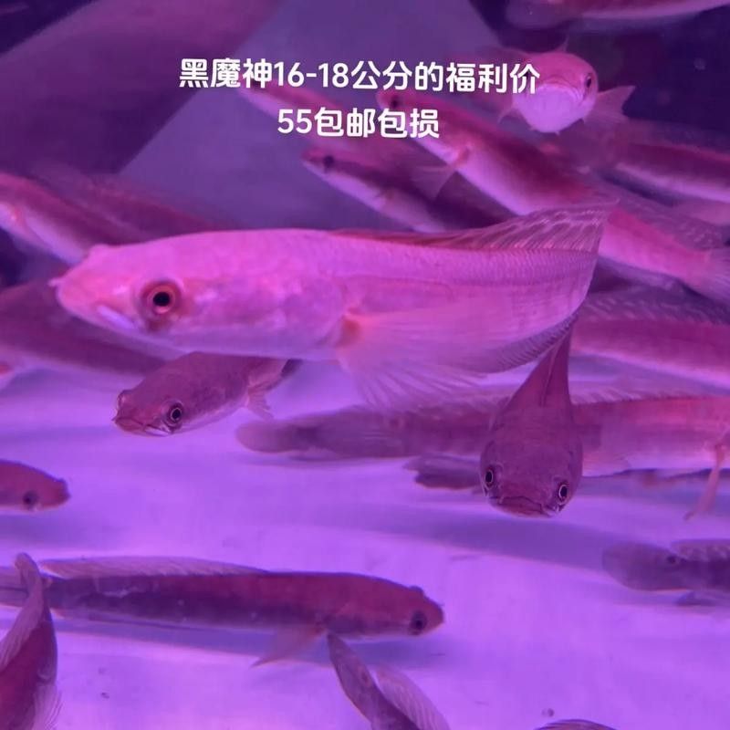黑魔神能和龍魚混養嗎圖片