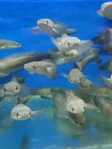 黑魔神能和龍魚混養嗎圖片