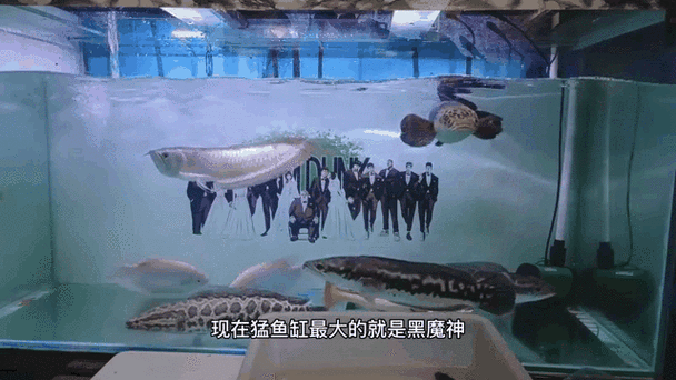 黑魔神能和龍魚混養嗎圖片