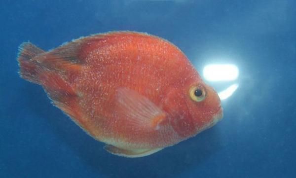龍魚繁殖視頻：龍魚繁殖視頻，揭秘龍魚繁殖全過程與技巧