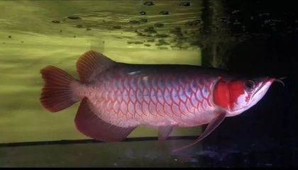 龍魚視頻（龍魚視頻是一個專注于提供與龍魚相關的視頻內容平臺）