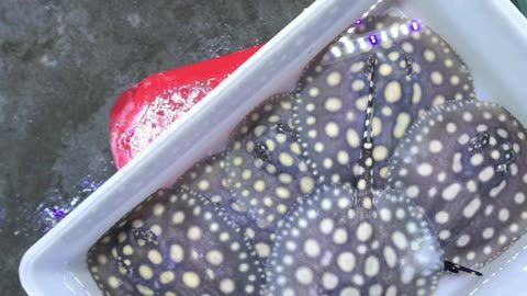 龍魚視頻（龍魚視頻是一個專注于提供與龍魚相關(guān)的視頻內(nèi)容平臺）