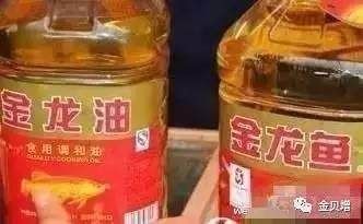 金龍魚真假辨別方法