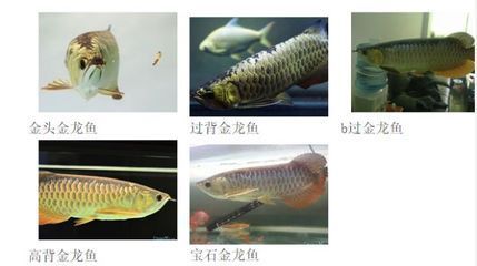 金龍魚真假辨別方法