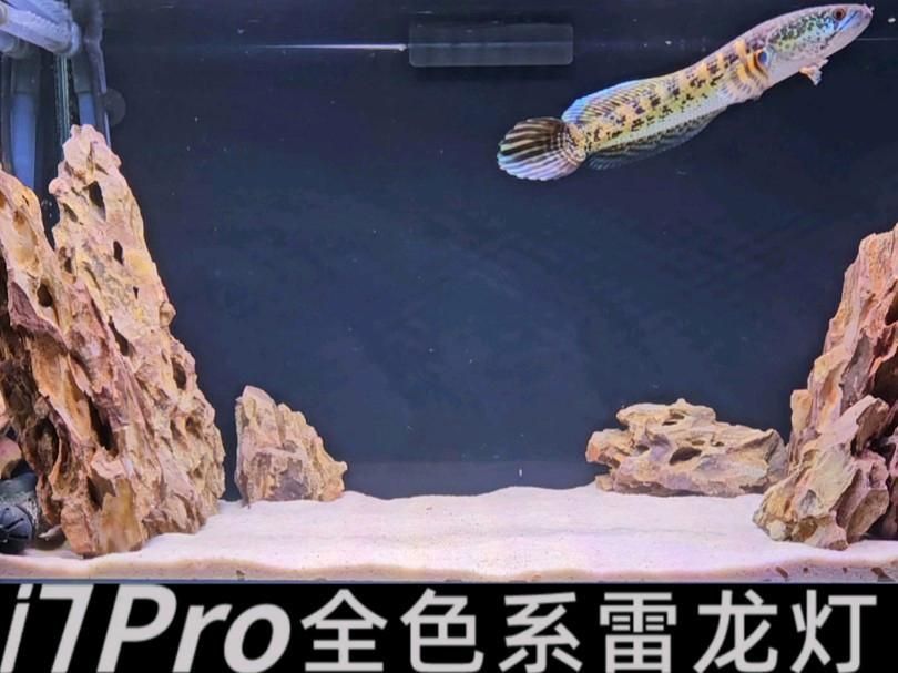 雷龍專用燈