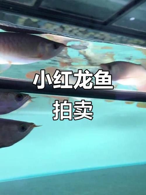 紅龍魚的品種及價格圖片大全