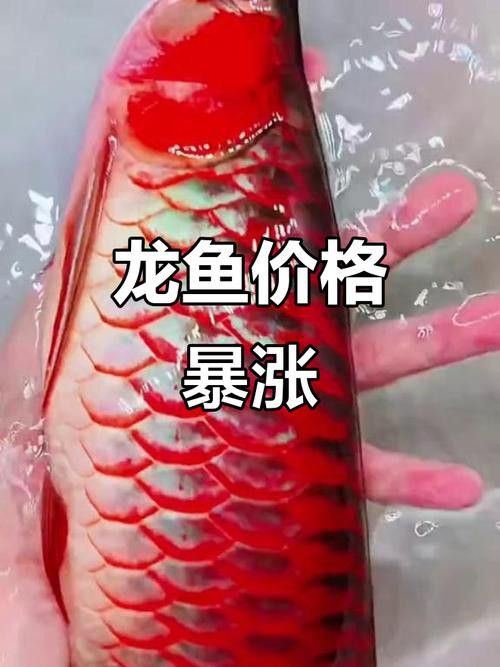 紅龍魚的品種及價格圖片大全
