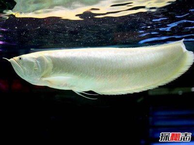白化龍魚價格（最新白龍魚價格、批發(fā)報價、價格大全）