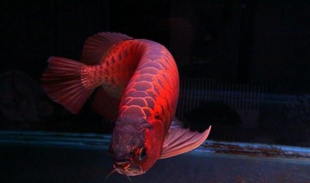 龍魚發色秘訣視頻教程全集：全面的龍魚發色視頻教程，幫助觀賞者了解如何為龍魚創造最佳外觀 龍魚發色秘訣視頻教程全集：全面的龍魚發色視頻教程，幫助觀賞者了解如何為龍魚創造最佳外觀 龍魚百科 第5張