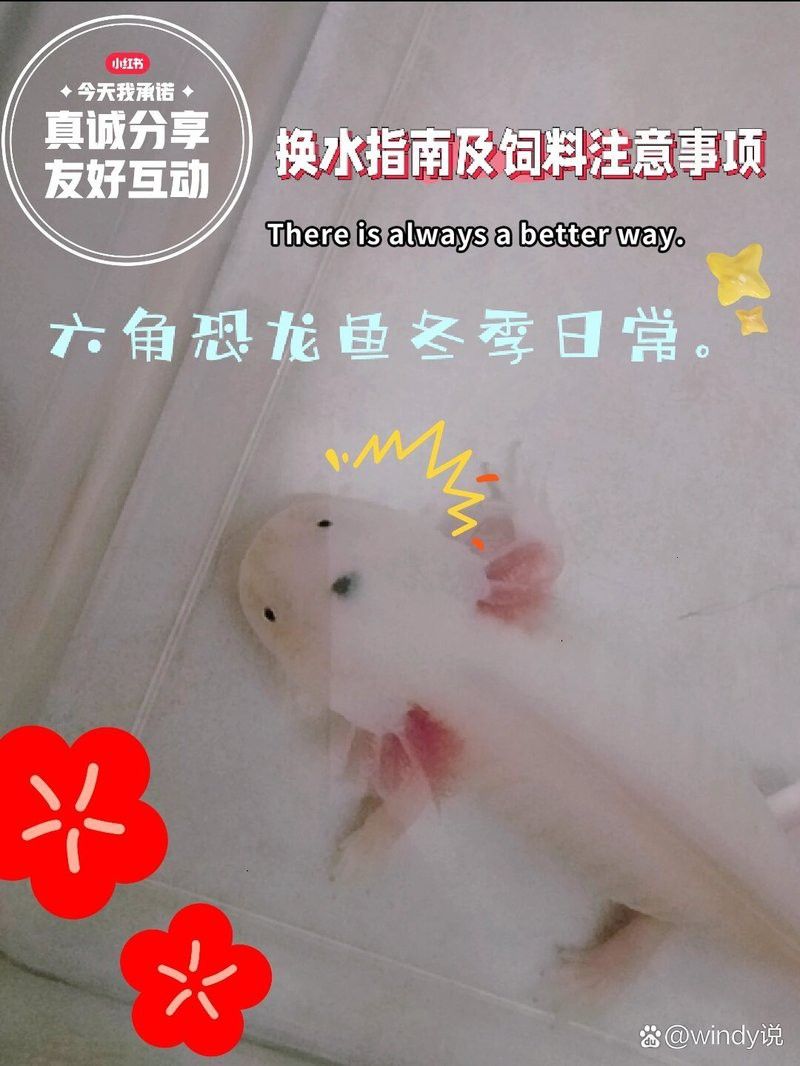 如何預防六角恐龍生病？
