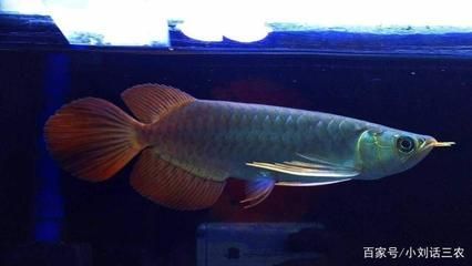 金龍魚配什么魚最合適：金龍魚和什么魚合適