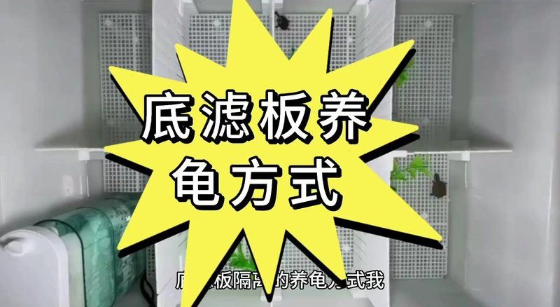 如何設置龍魚和烏龜的隔離設施？