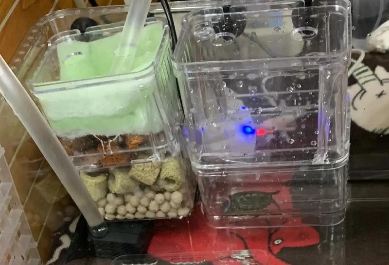 如何設置龍魚和烏龜的隔離設施？