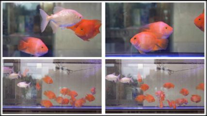 紅金龍魚產地是哪里的魚種：紅金龍魚的產地與魚種探秘