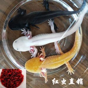 赤血紅龍魚超血紅龍區(qū)別：赤血紅龍魚和血紅龍魚的區(qū)別是什么赤血紅龍魚和血紅龍魚的區(qū)別