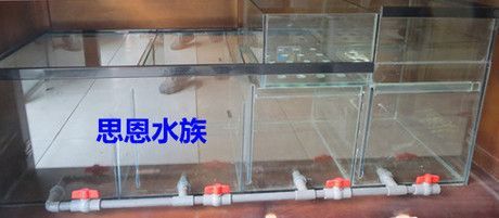 龍魚專用缸，關于龍魚專用缸的選擇指南 龍魚專用缸，關于龍魚專用缸的選擇指南 龍魚百科 第3張