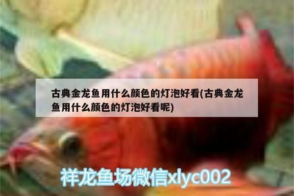 過背金龍魚用什么色溫的燈比較好（過背金龍魚適合的燈光色溫）