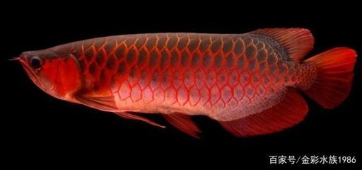 紅龍魚多大換黑背景（紅龍魚多大可以換黑背景） 紅龍魚多大換黑背景（紅龍魚多大可以換黑背景） 龍魚百科 第1張
