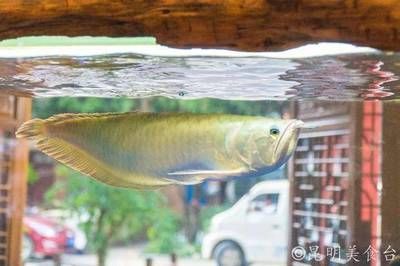 金龍魚變紅色了還能吃嗎：金龍魚全身發紅是怎么回事？