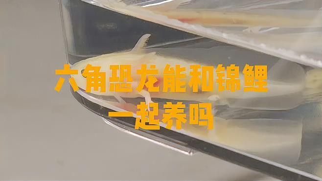 恐龍魚適合和什么魚一起養(yǎng)