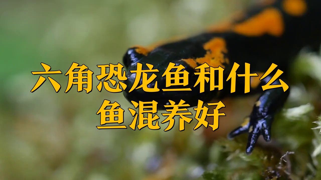 恐龍魚適合和什么魚一起養(yǎng)