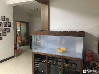 龍魚(yú)吃吃吐吐（龍魚(yú)吃吃吐吐的原因）