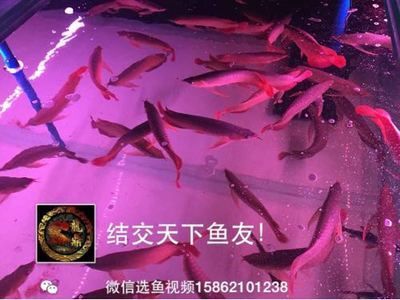 龍魚購買渠道有哪些種類（寵物市場龍魚價格對比分析）