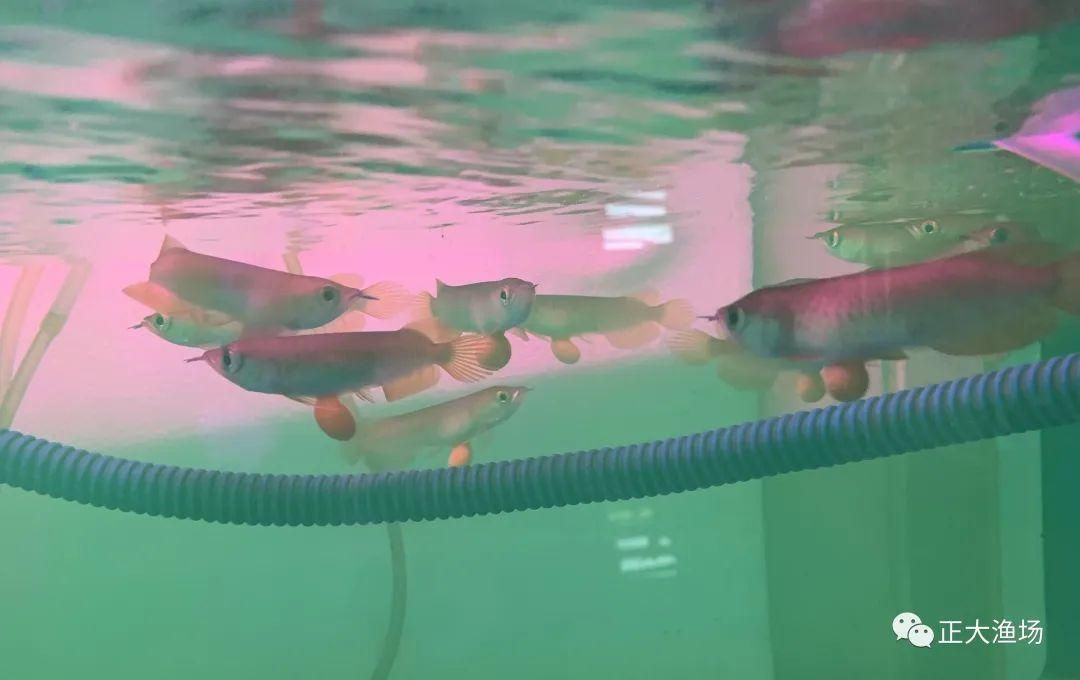 為什么龍魚會撞缸而死的原因是：龍魚撞缸導致死亡的原因及解決方法