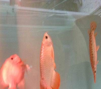 紅尾龍魚(yú)多重：關(guān)于紅尾龍魚(yú)的相關(guān)信息和飼養(yǎng)要點(diǎn)紅尾龍魚(yú)的飼養(yǎng)要點(diǎn)