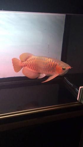 最漂亮的紅龍魚品種圖片欣賞