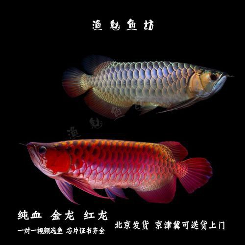 最漂亮的紅龍魚品種圖片欣賞