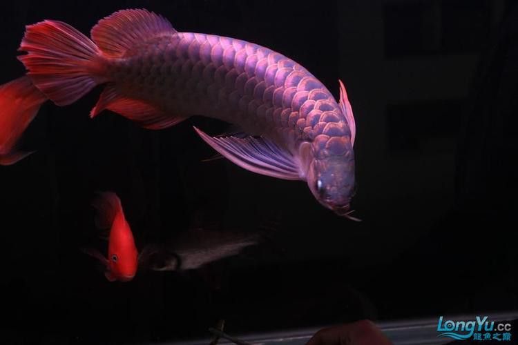 最漂亮的紅龍魚品種圖片欣賞