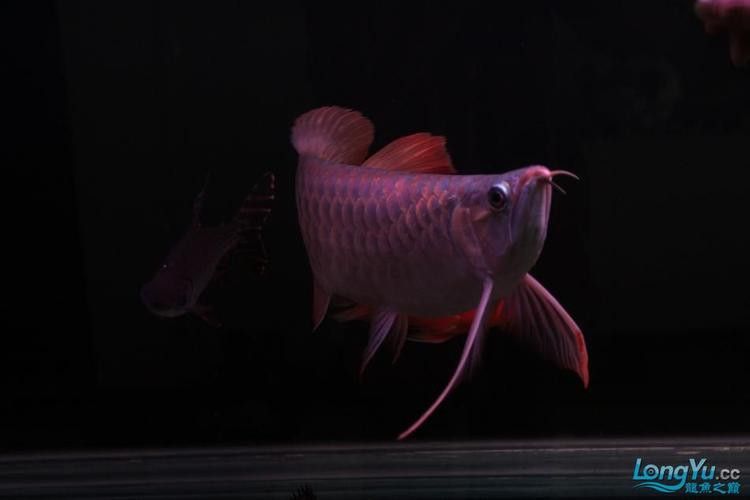 最漂亮的紅龍魚品種圖片欣賞