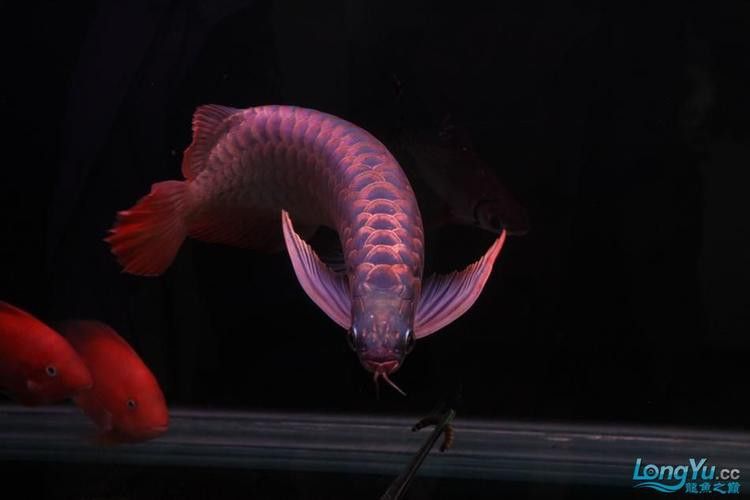 最漂亮的紅龍魚品種圖片欣賞