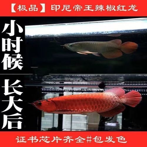 辣椒紅龍魚苗圖片
