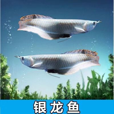 辣椒紅龍魚苗圖片