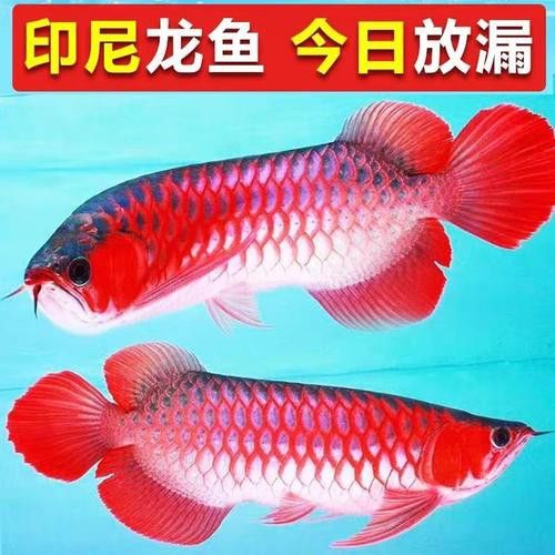 辣椒紅龍魚苗圖片