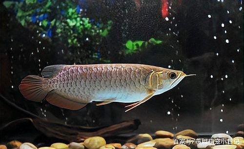 龍魚沉頭后需要禁食嗎？