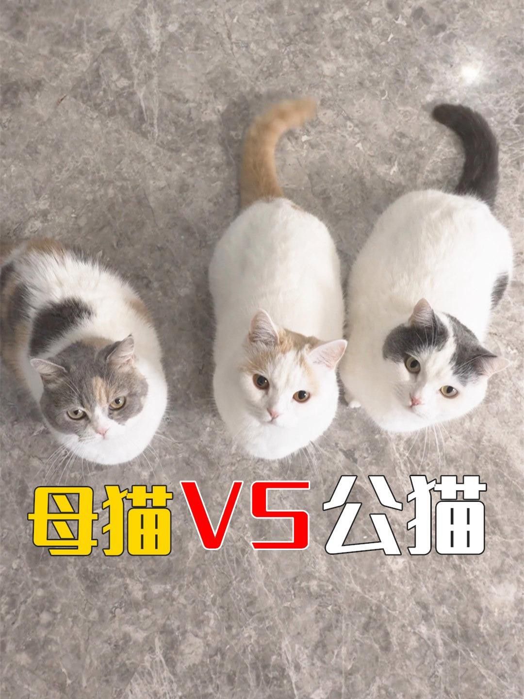 如何選擇適合與貓共養的寵物？