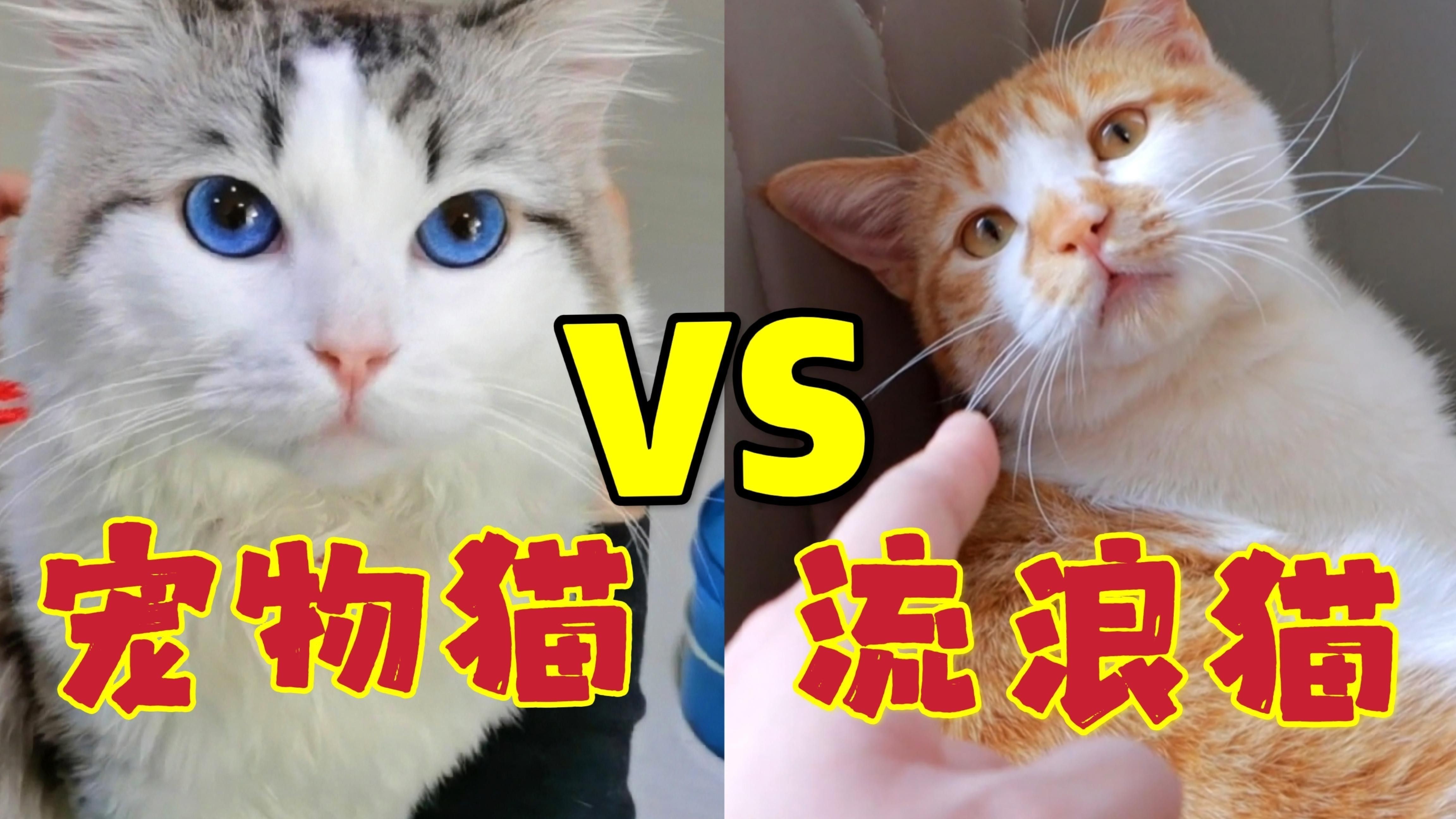 如何選擇適合與貓共養的寵物？