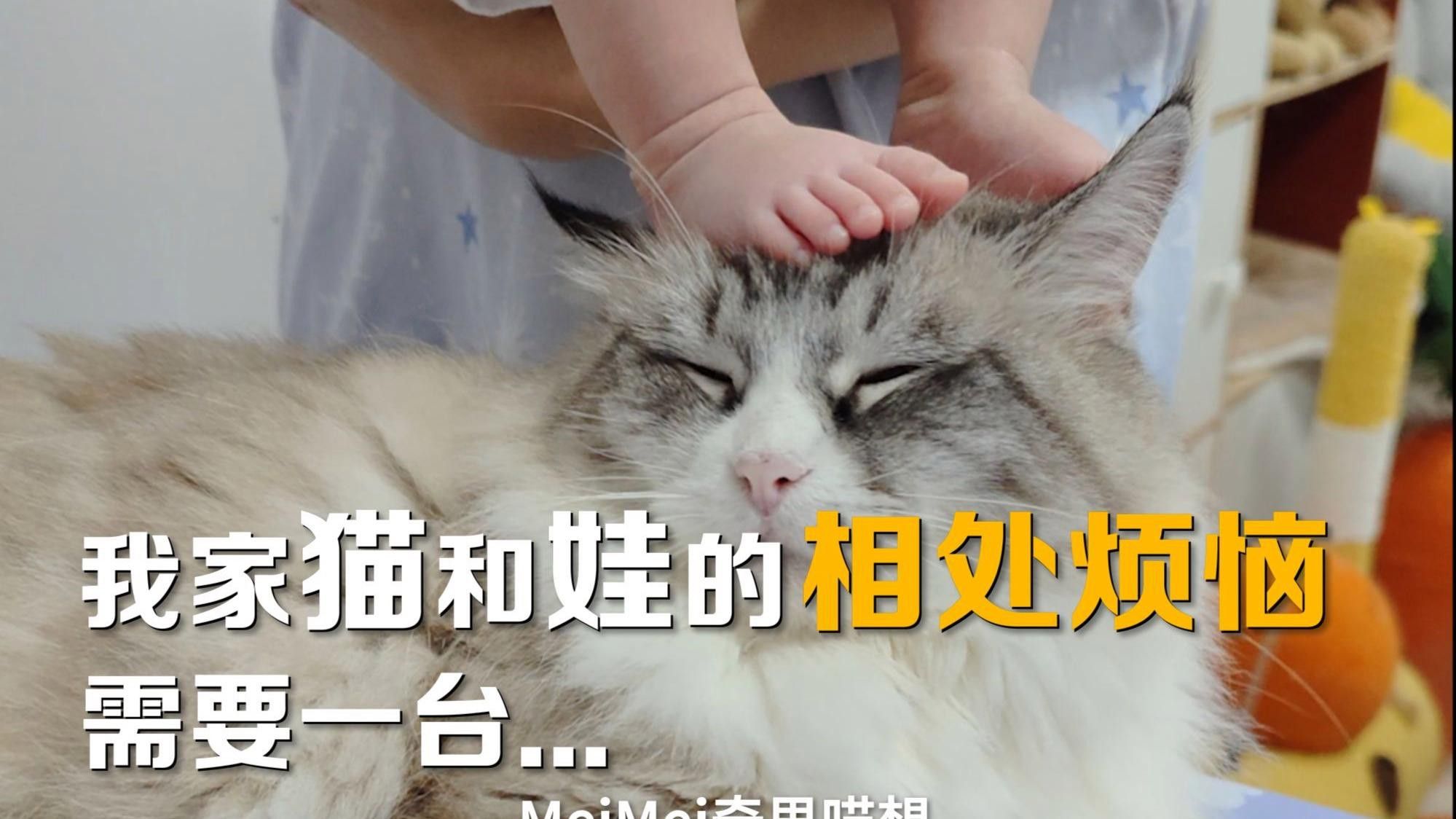 如何選擇適合與貓共養的寵物？