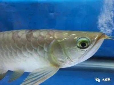 龍魚眼睛有泡泡（龍魚眼睛出現泡泡可能由多種因素引起）