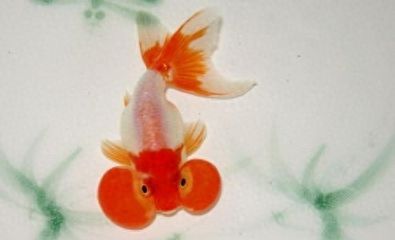 龍魚眼睛有泡泡（龍魚眼睛出現(xiàn)泡泡可能由多種因素引起）