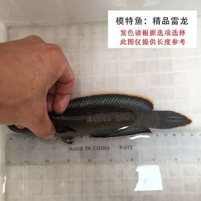 如何檢測雷龍魚水質參數：使用雷龍魚水質參數的檢測方法，雷龍魚水質凈化產品推薦