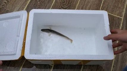 如何檢測雷龍魚水質參數：使用雷龍魚水質參數的檢測方法，雷龍魚水質凈化產品推薦