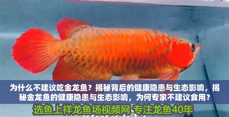 為什么不建議吃金龍魚