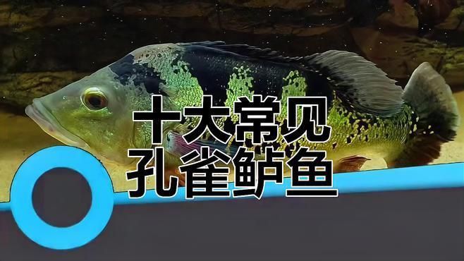 孔雀鱸魚的簡介