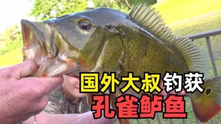 孔雀鱸魚的簡介